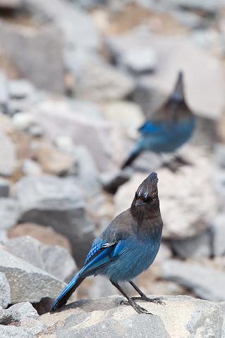 115 Crater Lake NP, Stellers Gaai.jpg